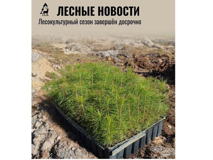 Смоленский лесокультурный сезон завершён досрочно