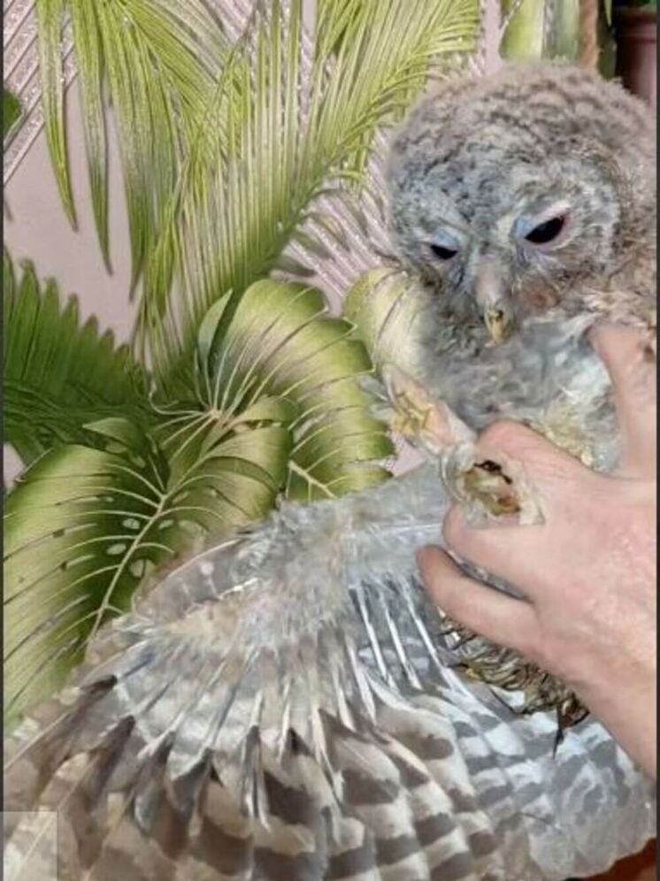 В калужском «Фениксе» спасают детёныша неясыти