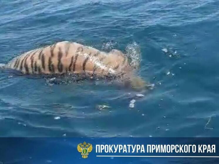 Прокуратура взяла на контроль проверку гибели амурского тигра во Владивостоке
