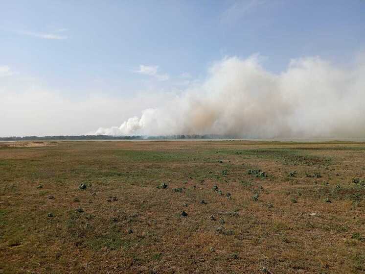 Крупный лесной пожар произошел в Угловском районе Алтайского края