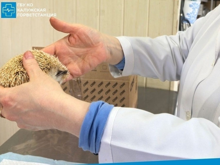 Калужские ветеринары рассказали о самом необычном пациенте