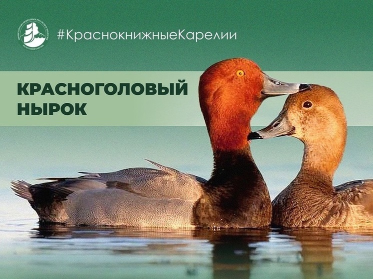 В Карелию впервые прилетели редкие утки с красными головами
