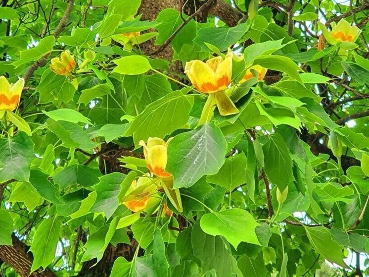 В Сочи зацвели редкие тюльпанные деревья