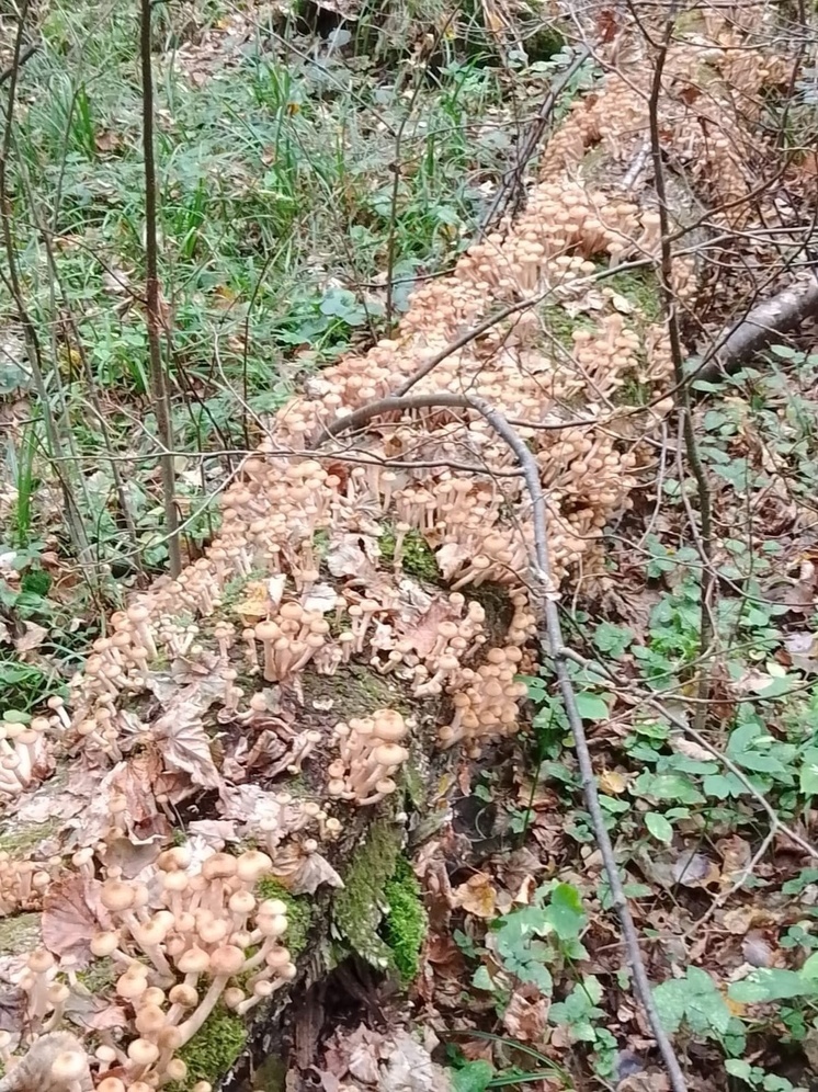 Калужанам напомнили о миллионных штрафах за собор грибов