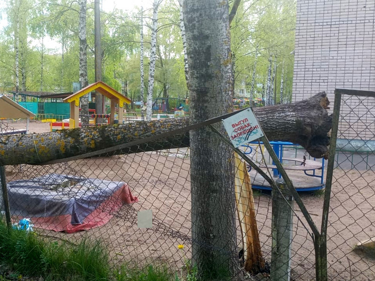 В Великом Новгороде на территории детского сада обрушилось аварийное дерево
