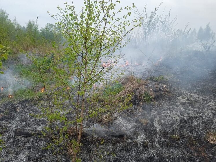Лесной пожар вспыхнул в округе Солнечногорск