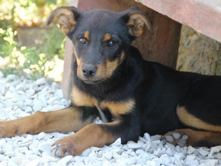 В Сочи собака напала на ребенка, зашедшего во двор её хозяев