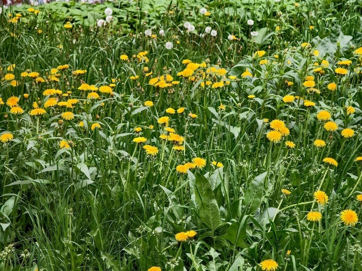 В Томске 19 мая установится прохладная погода с порывистым ветром