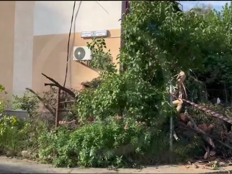 В Сириусе эвкалипт рухнул на дом, повредив крышу и балкон