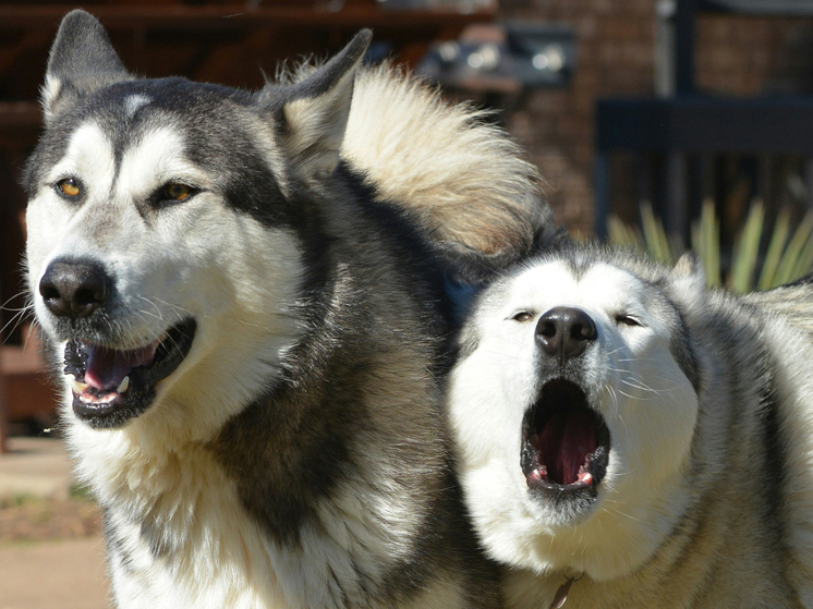 Владелец напавших на ребёнка хаски получил полтора года ограничения свободы