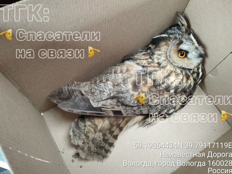 Раненую сову обнаружили в офисном здании Вологды