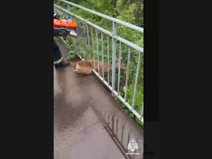 Белгородские спасатели вновь пришли на помощь косуле