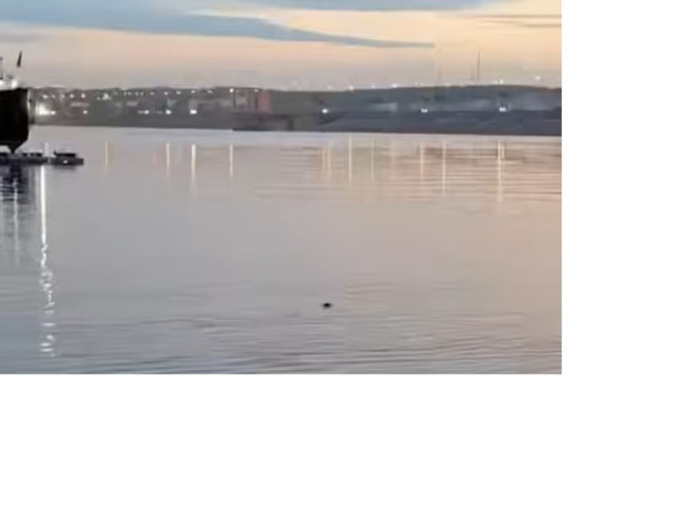  Нерпа приплыла к ледоколу "Ангара" в Иркутске