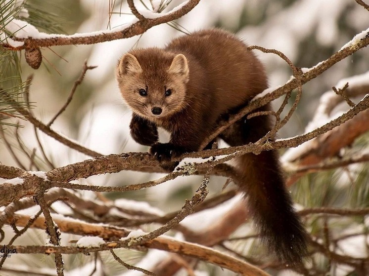 Житель Башкирии попался на незаконной охоте на куниц