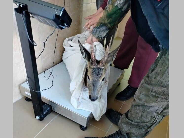 В Брянской области ветеринары спасают раненую косулю