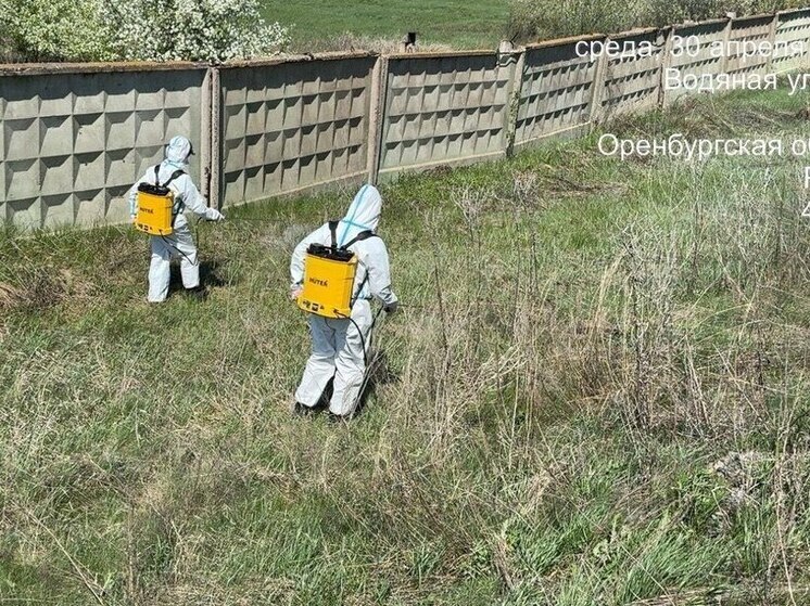 В Оренбурге ведется активная борьба с клещами