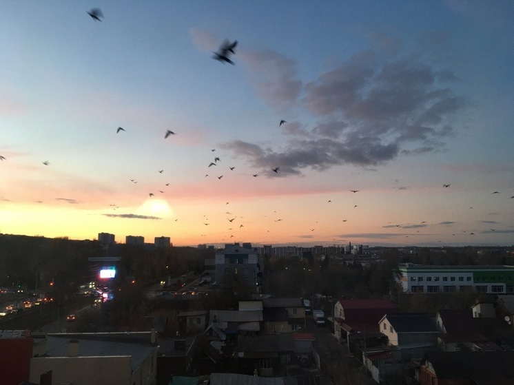 В Саратовской области сосчитают вальдшнепов