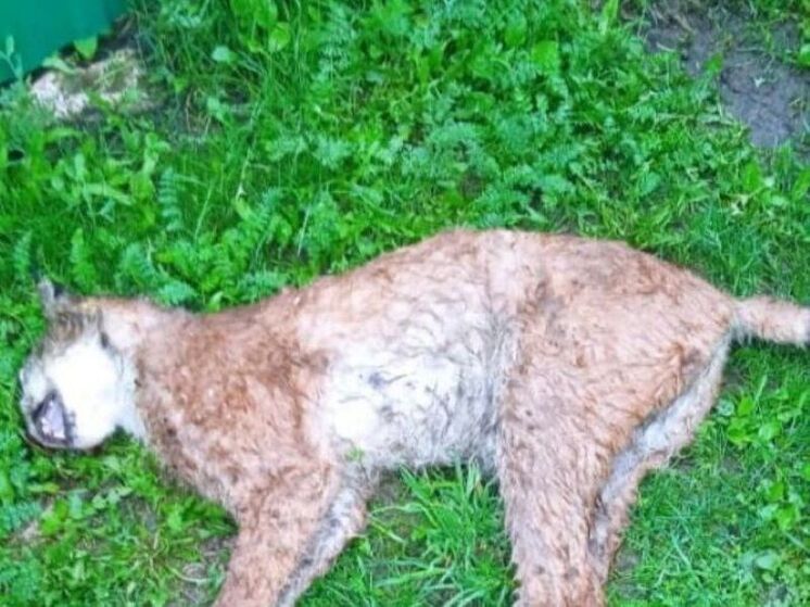 На жителя села из Башкирии напала бешеная рысь