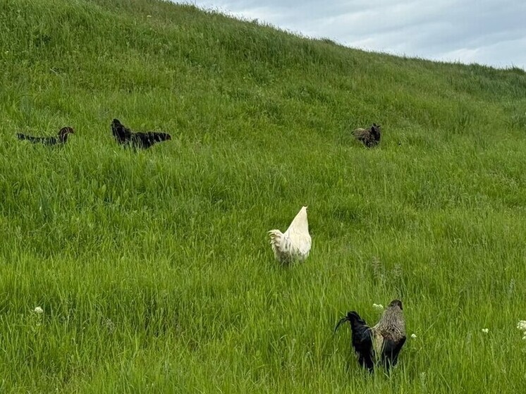 Ставрополье увеличило экспорт агропромышленной продукции