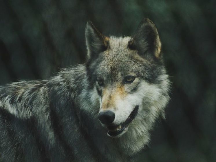 Russia has invented a device that scares away wild animals with bright flashes and loud sounds