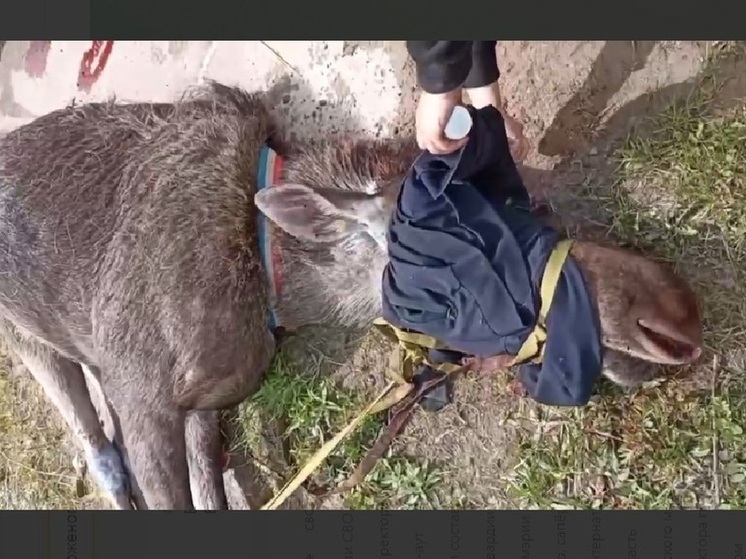 В Иванове спасен истекающий кровью лось