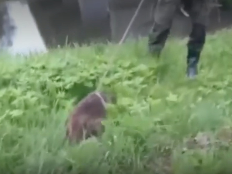 Люди спасли двух бобров из смертельной ловушки в Калужской области