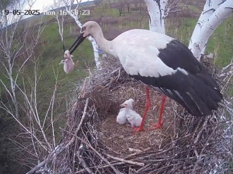 «Это случилось вновь»: в Приамурье аист-отец выкидывает птенцов из гнезда