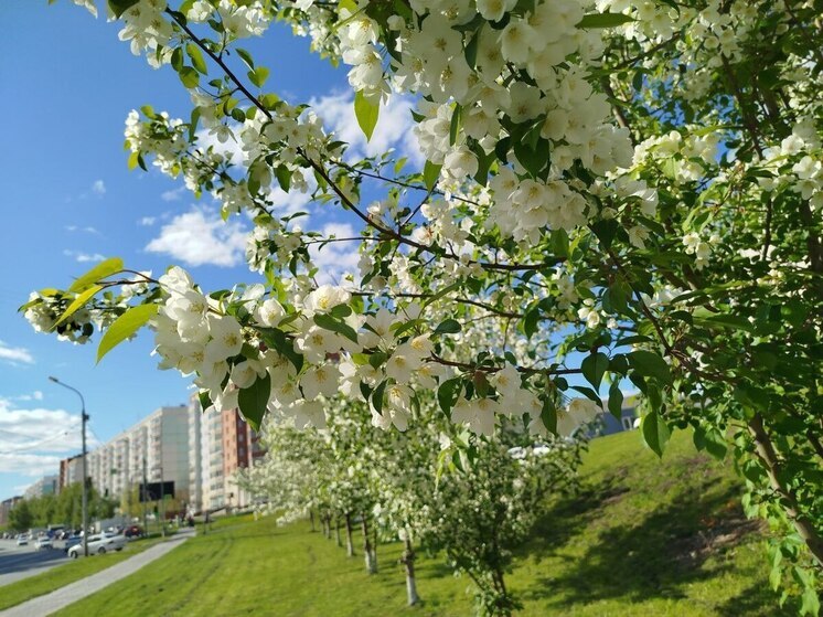Южный циклон принесёт в Новосибирскую область жару до +31 °C