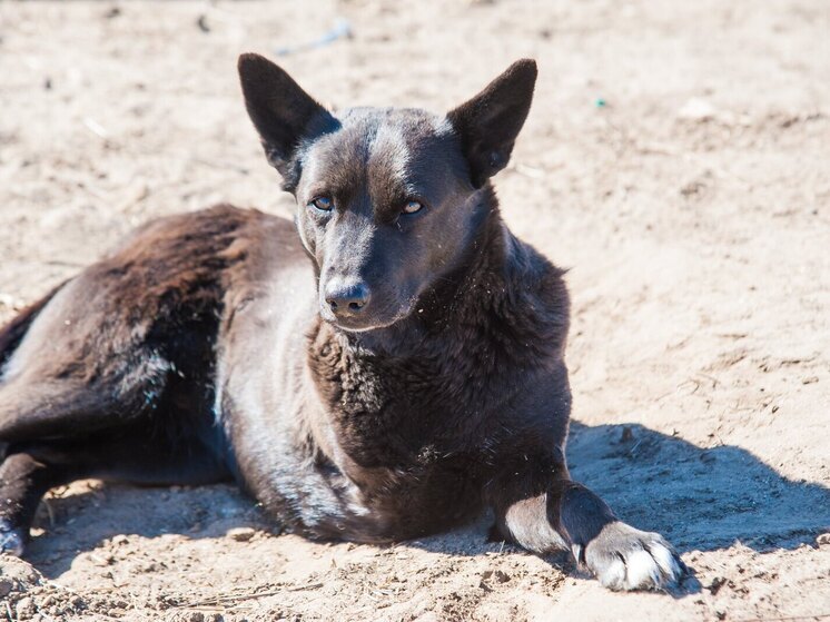 Почти 3500 волгоградцев обратились к врачам после укусов животных