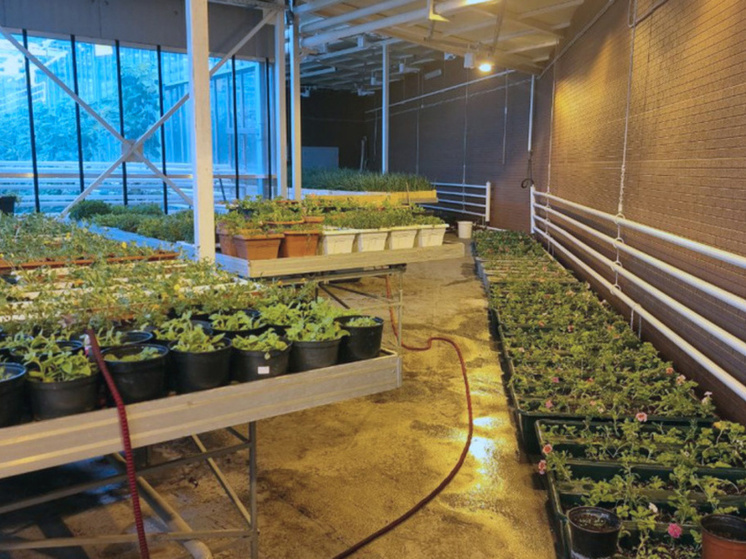 Тысячи цветов для озеленения Анадыря вырастили в теплице "Живая зелень"