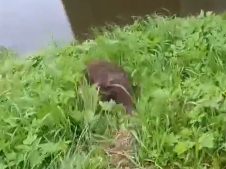 Охотники спасли от гибели людиновских бобров