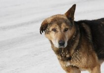 Владельцев собак в Забайкальском крае собираются обязать регистрировать своих питомцев.