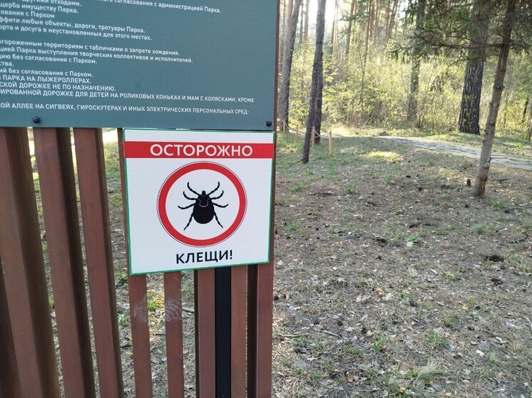 Клещи атакуют: в Новосибирской области за неделю пострадали 1500 человек