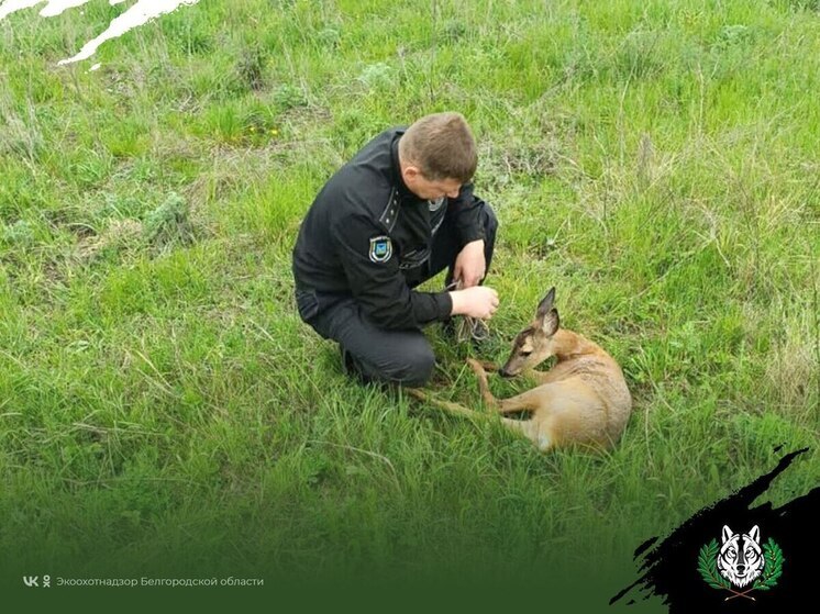 В Короче спасли косулю, которая забежала в город
