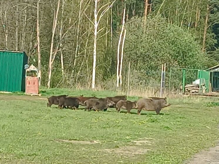 Дикая свинья с большим выводком появилась в деревне под Раменским