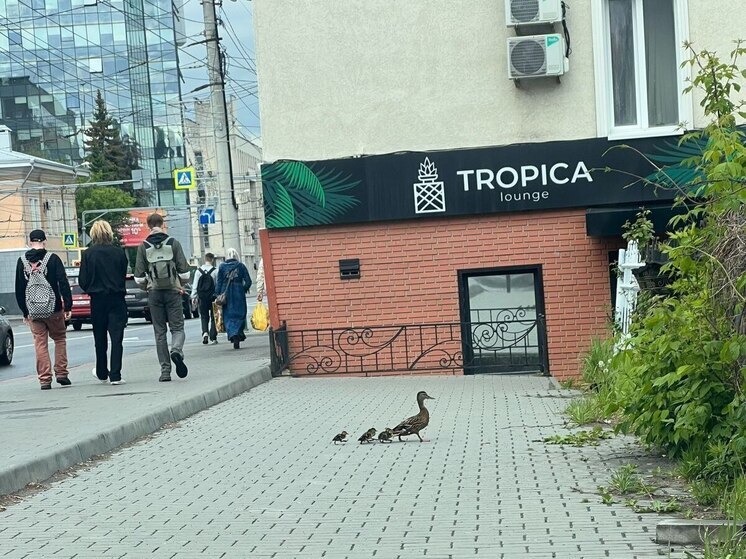 В центре Пензы заметили утиное семейство
