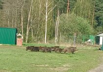 Жители Раменского городского округа Подмосковья рассказали об опасных майских приходах диких кабанов на территорию деревень