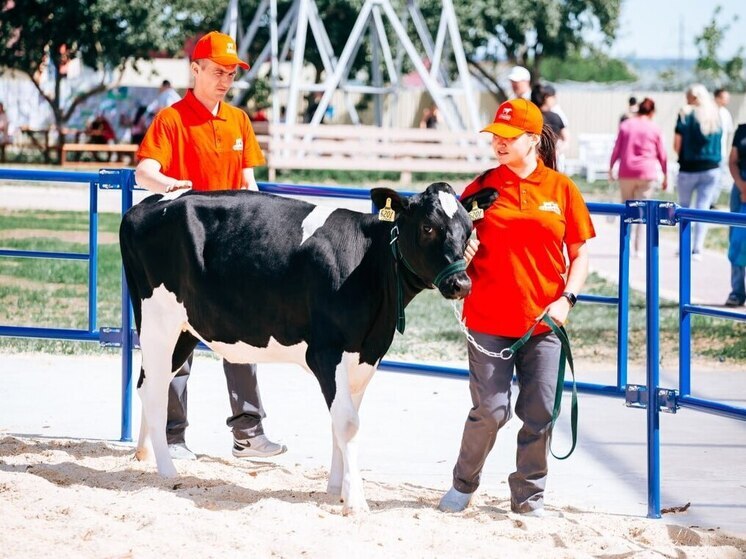 Чувашия готовится ко II Общероссийскому аукциону племенного скота