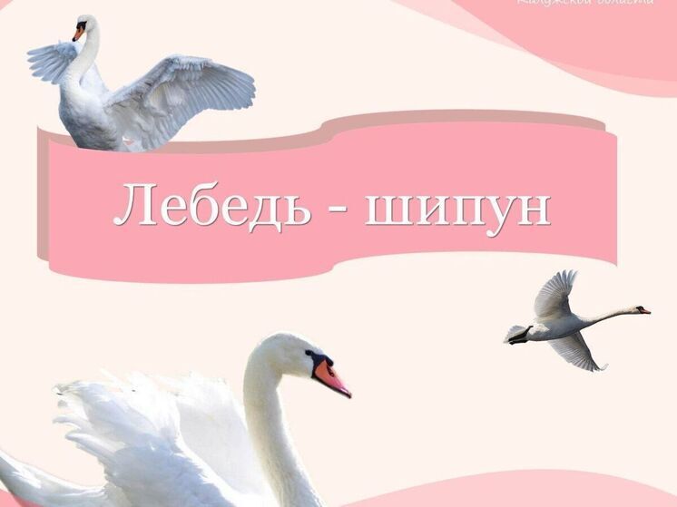 Калужан призвали беречь лебедей-шипунов