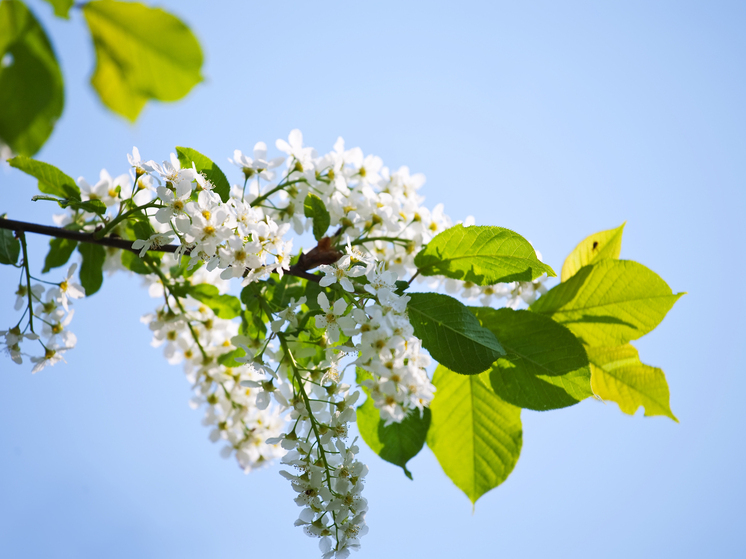 Робиния зацвела в Сочи