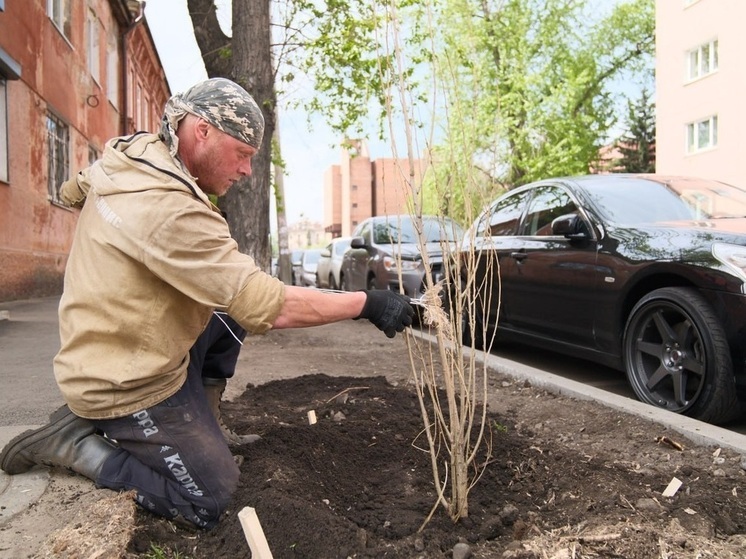 В Иркутске высаживают новые тополя