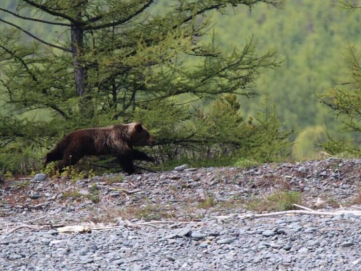Популяция бурых медведей на Байкале стабильна