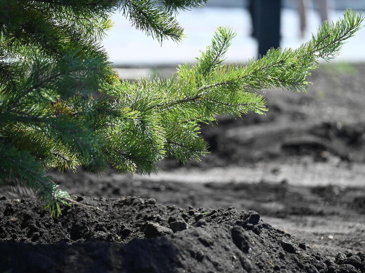 Сосновый лес высадили в Кременкульском участковом лесничестве
