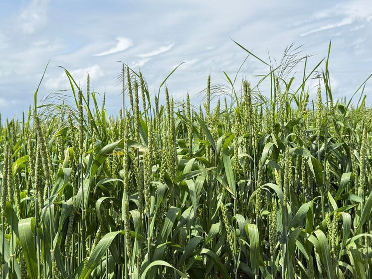 На Ставрополье провели фитомониторинг семенных посевов