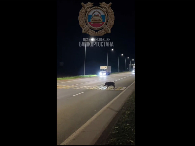 В Башкирии сняли на видео, как кабан переходит дорогу по «зебре»
