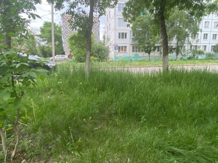 Оренбург зарос сорной травой