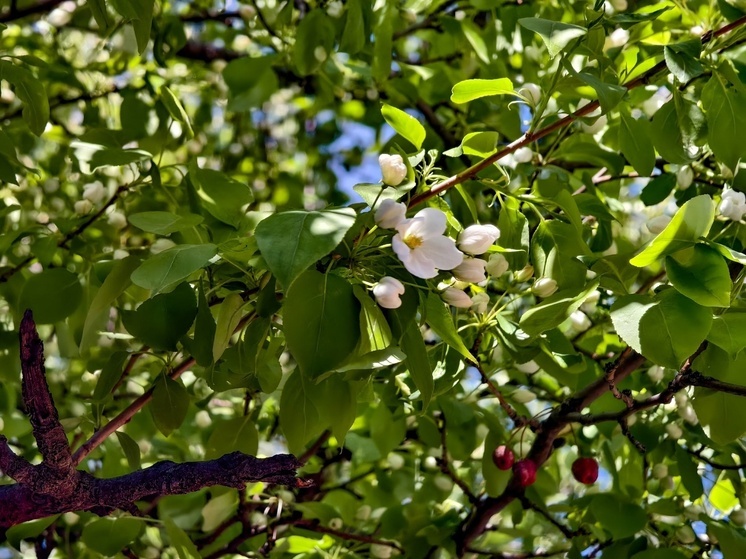 Жару до +26 спрогнозировали в Томске в среду