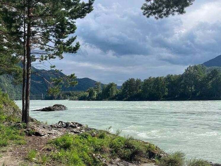 Уровень воды в Катуни в районе села Сростки превысил критическую отметку