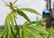 В Казахстане предпринимают попытки поставить производство каннабиса на поток