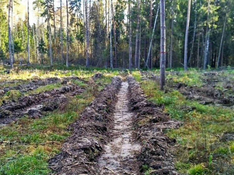 В Татарстане восстанавливают леса по нацпроекту «Экологическое благополучие»